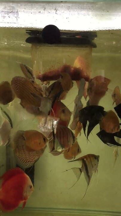 神仙魚 混養
